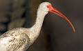 Kirms Photography White Ibis-4
